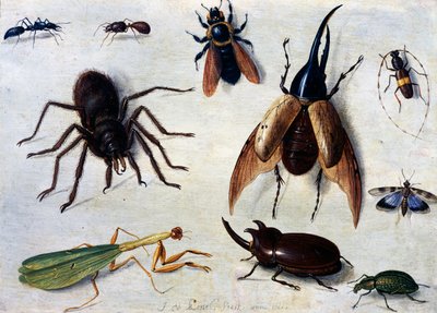 Insectes - Jan van the Elder Kessel
