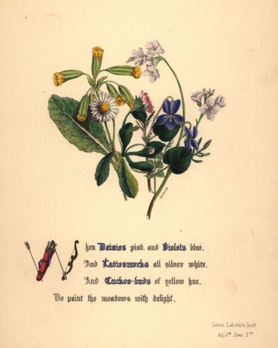 Marguerites, violettes, cardamines et boutons-d