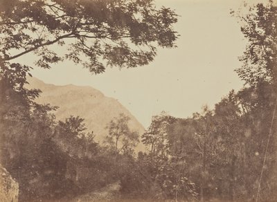 Acacia, Como - Jane Martha St. John