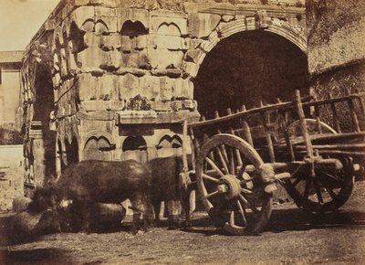 Buffalo Cart, Rome - Jane Martha St. John