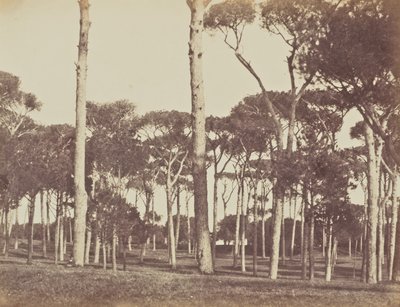 Pinède en pierre, Villa Pamfili Doria, Rome - Jane Martha St. John