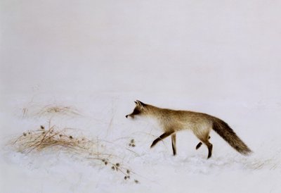 Renard dans la neige - Jane Neville