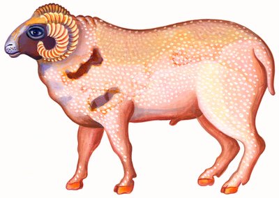 Bélier - Jane Tattersfield