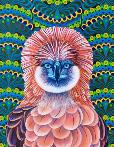 Aigle des Philippines - Jane Tattersfield