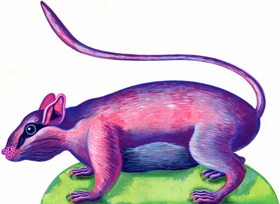 Rat - Jane Tattersfield