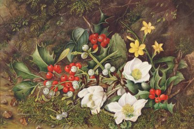 Houx et roses de Noël - Jane Taylor