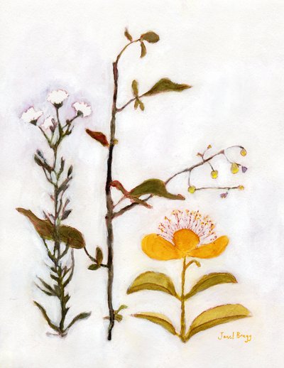 Millepertuis rampant avec des fleurs sauvages, vers 2018 - Janel Bragg