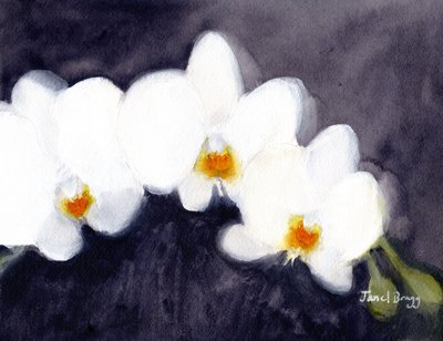 Orchidée Phalaenopsis blanche, vers 2021 - Janel Bragg