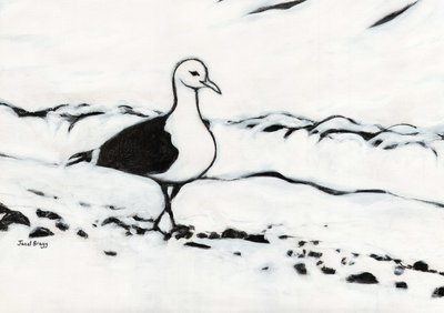 Mouette du parc de Washington - Janel Bragg