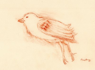 Vulnérabilité et mort en été (Oiseau mort près de ma cage d