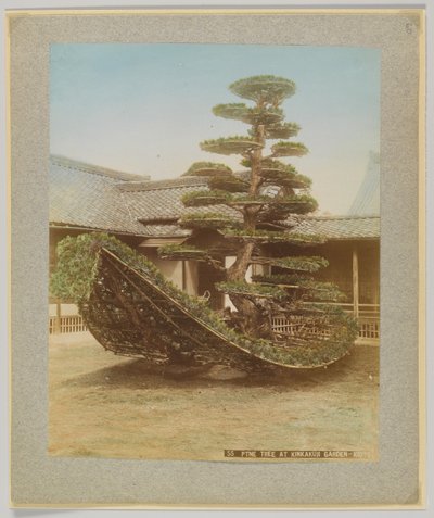 Pin au jardin de Kinkakuji, Kyoto, Japon - Japanese Photographer