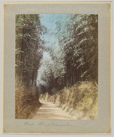 Route à travers une forêt de bambous, Japon - Japanese Photographer