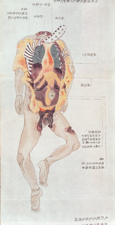 Un corps éventré de la dissection d