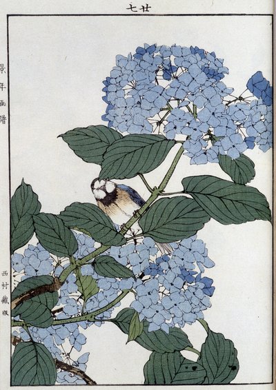 Oiseau dans des hortensias - Estampe japonaise - Japanese School