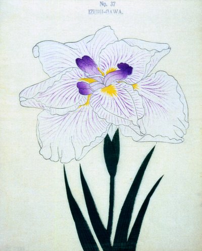 Izumi-Gawa, no.37, 1898 - Japanese School