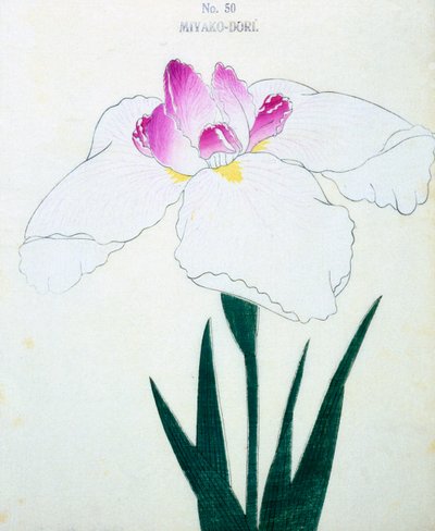 Miyako-Dore, no.50, 1898 - Japanese School