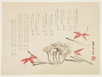 Champignons, feuilles d