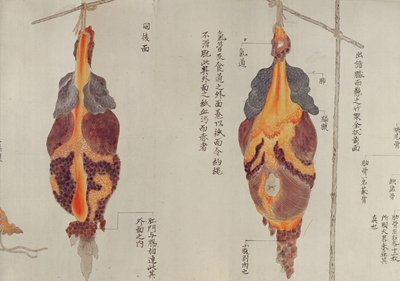 Les poumons de la dissection d
