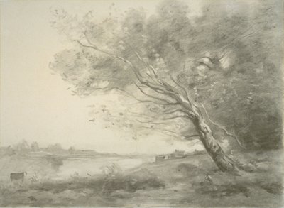 Arbre courbé près de l