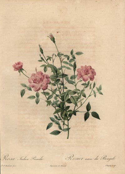 Rose miniature rose de Chine, Rosa chinensis - Jean Baptiste Chapuy