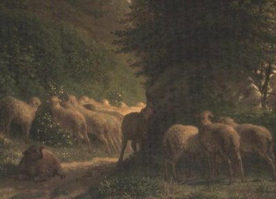 Moutons broutant le long d