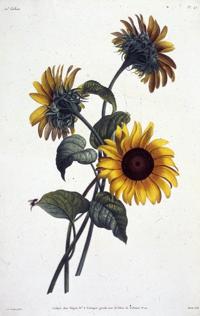 Fleurs de tournol ou soleils. Planche de botanique tirée de "Collection des fleurs et des fruits peints d