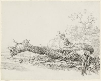 Un arbre ancien tombé près d
