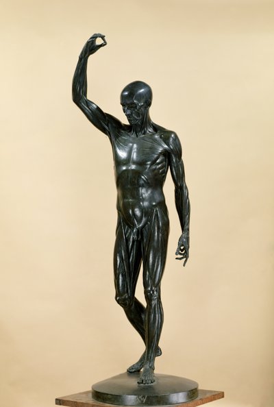 Corps écorché (L