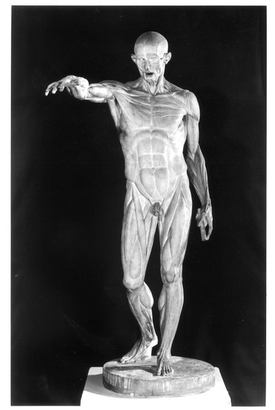 Corps écorché - Jean Antoine Houdon