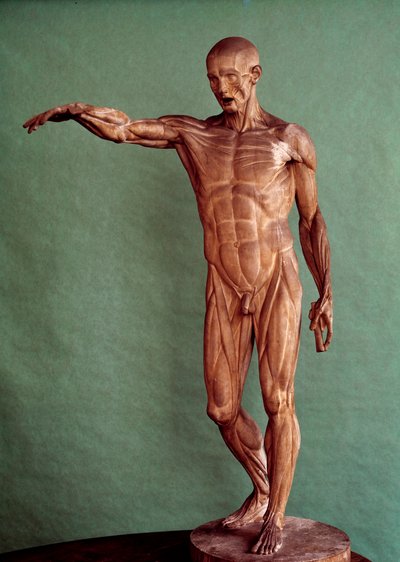 Anatomie humaine. Écorché par Jean Antoine Houdon (1741-1828) - Jean Antoine Houdon