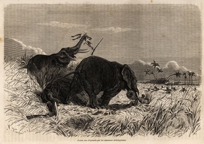 La chasse aux éléphants par les Amazones du Dahomey - Jean Antoine Valentin Foulquier