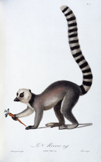Un lémurien, vers 1798-99 - Jean Baptiste Audebert