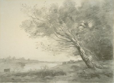 Arbre courbé près de l