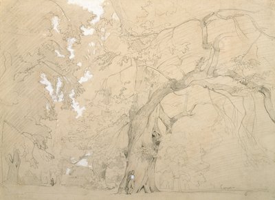 Jeune homme devant un grand chêne, vers 1840 - Jean Baptiste Camille Corot