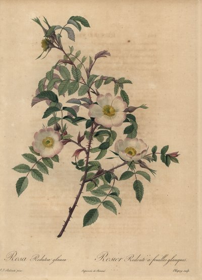 Rose blanche et rose, Rosa redutea glauca - Jean Baptiste Chapuy