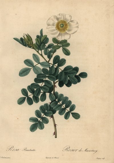 Rose chicksaw blanche, Rosa bracteata - Jean Baptiste Chapuy
