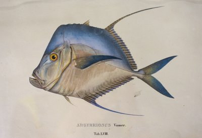 Argyreiosus vomer - Jean Baptiste Debret