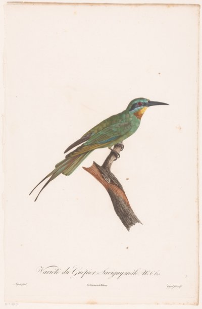 Guêpier mâle sur une branche - Jean Baptiste Guyard