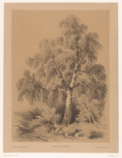 Étude de bouleau (Un Porte-feuille d