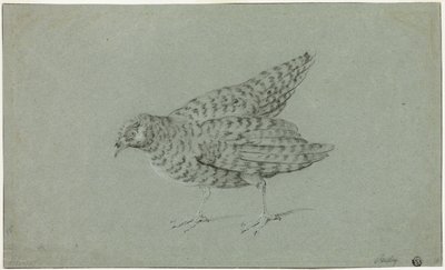 Perdrix - Jean Baptiste Oudry