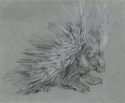 Porc-épic - Jean-Baptiste Oudry