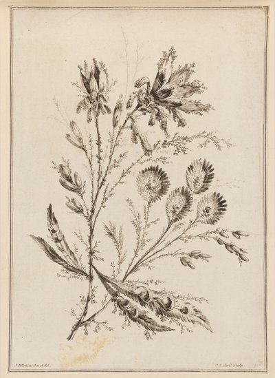 Branche de fleurs - Jean Baptiste Pillement