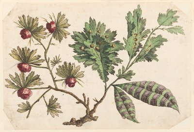 Branche de fleurs, du "Recueil de Fleurs Chinois" - Jean Baptiste Pillement