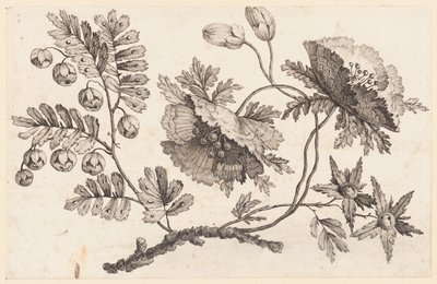 Branche de fleurs, de "Recueil de Fleurs Chinois" - Jean Baptiste Pillement