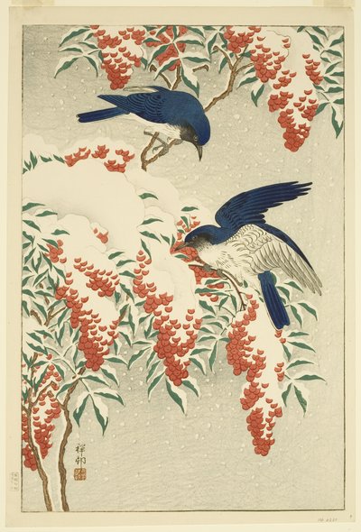 Moucherons sur Nandina enneigée - Jean Baptiste Thonesse