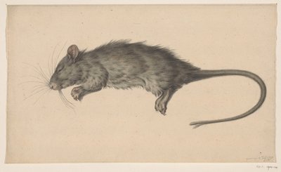 Rat mort - Jean Bernard