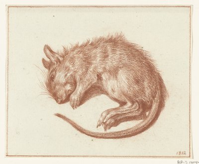 Rat mort - Jean Bernard