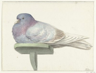 Pigeon, assis sur une planche - Jean Bernard