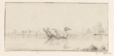 Canard dans l