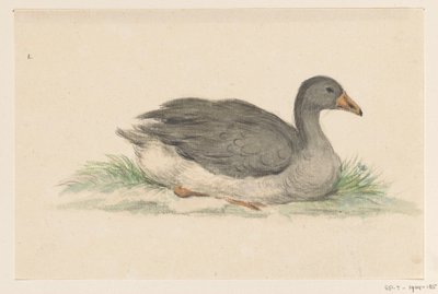 Canard, vers la droite - Jean Bernard